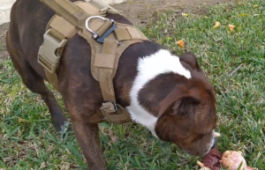 tactical dog accessories