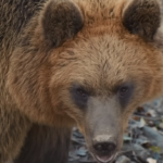 ow to Survive a Bear Attack
