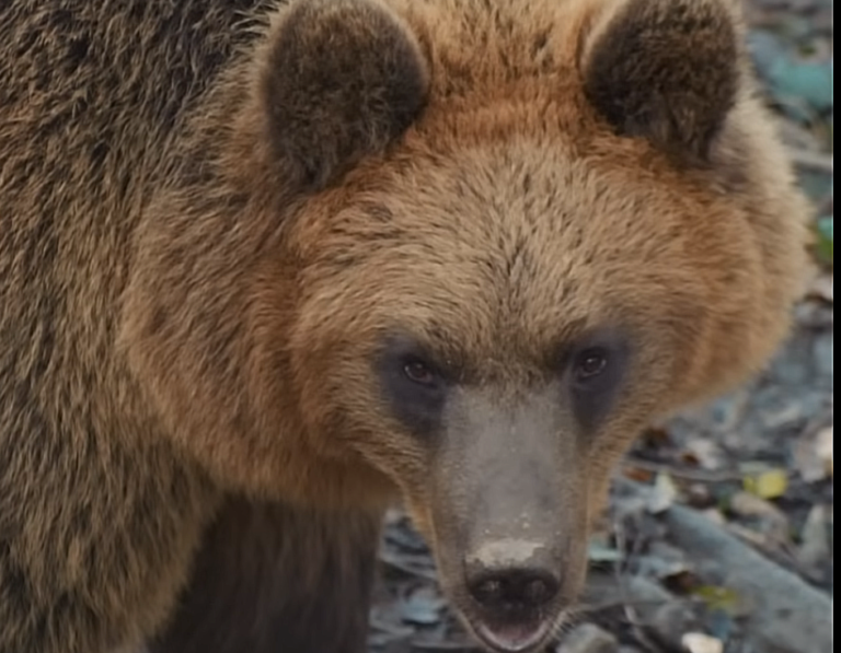 ow to Survive a Bear Attack