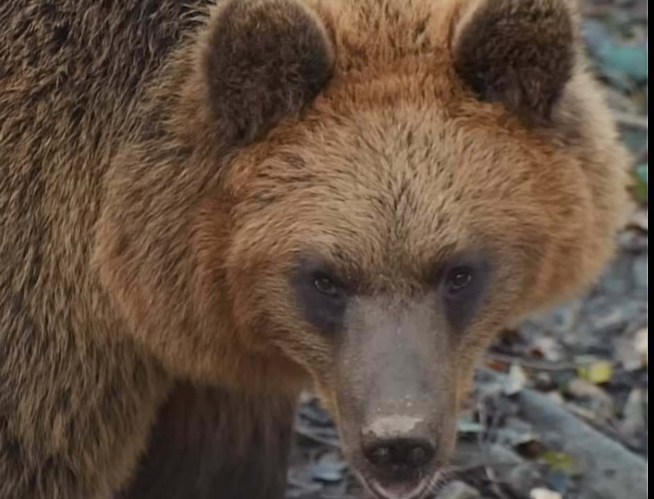 ow to Survive a Bear Attack