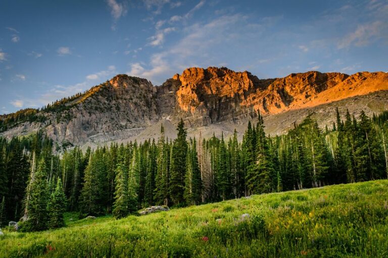utah concealed firearm permit